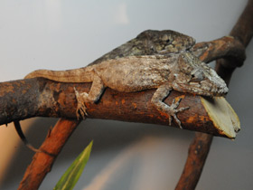 Смотреть фото Бородатый хамелеолис Фото Бородатый хамелеолис