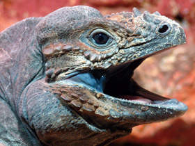 Фото Игуана-носорог
