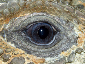 Фото Игуана-носорог