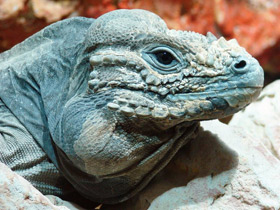 Фото Игуана-носорог