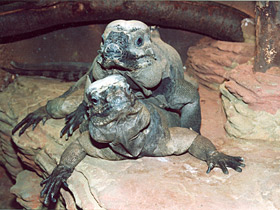 Фото Игуана-носорог