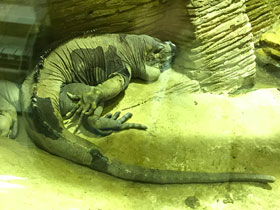 Фото Игуана-носорог