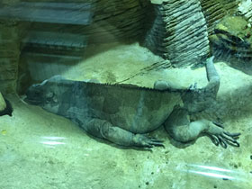 Фото Игуана-носорог