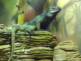 Фото Игуана-носорог