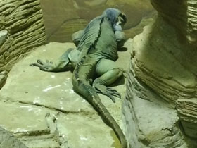 Фото Игуана-носорог