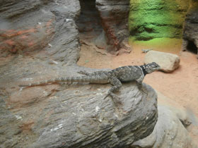 Фото Синяя колючая игуана