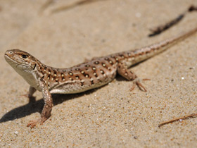 Фото Монгольская ящурка