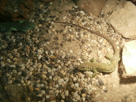 Смотреть фото Жемчужная ящерица Фото Жемчужная ящерица