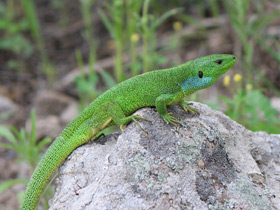 Фото Средняя ящерица