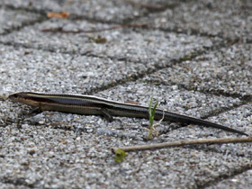 Фото Дальневосточный сцинк