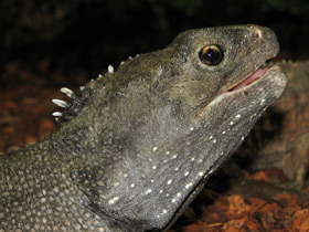 Фото Гаттерия: ровесница динозавров