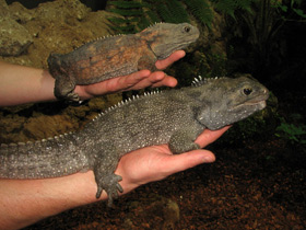 Фото Гаттерия: ровесница динозавров