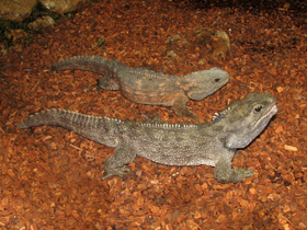 Фото Гаттерия: ровесница динозавров