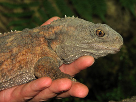 Фото Гаттерия: ровесница динозавров