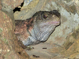 Фото Гаттерия: ровесница динозавров