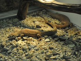 Фото Кольцехвостый варан