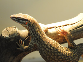 Фото Кольцехвостый варан