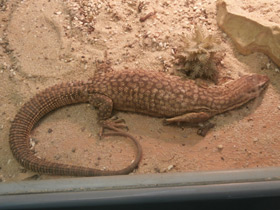 Фото Кольцехвостый варан