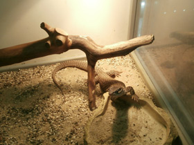 Фото Кольцехвостый варан