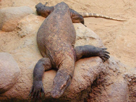 Фото Комодский варан