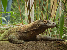 Фото Комодский варан