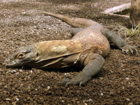 Фото Комодский варан