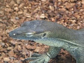 Фото Варан Мертенса