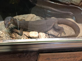 Фото Варан Мертенса