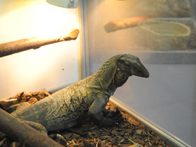 Фото Чёрный древесный варан