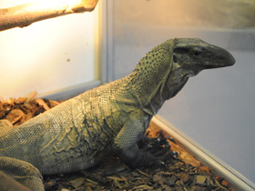 Фото Чёрный древесный варан