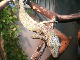 Фото Изумрудный варан