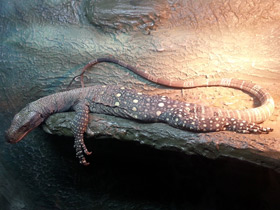 Смотреть фото Крокодиловый варан Фото Крокодиловый варан