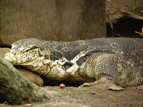 Фото Водный полосатый варан