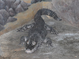 Фото Китайский аллигатор