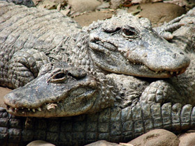 Фото Китайский аллигатор