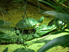 Крокодиловый кайман Крокодиловый кайман