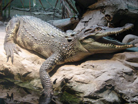 Смотреть фото Крокодиловый кайман Фото Крокодиловый кайман