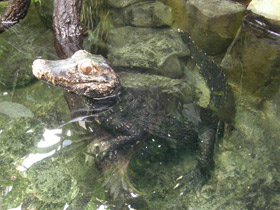 Фото Гладколобый кайман