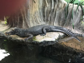 Фото Гладколобый кайман