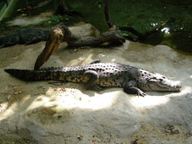 Фото Нильский крокодил