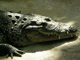Фото Нильский крокодил