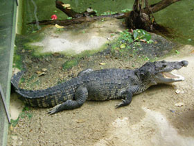 Фото Нильский крокодил