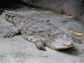 Фото Нильский крокодил