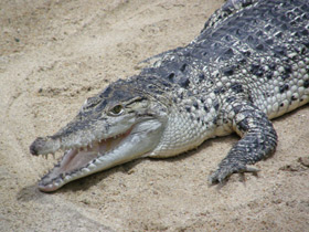 Смотреть фото Самые опасные животные для человека Фото Самые опасные животные для человека