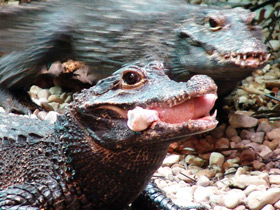 Фото Тупорылый крокодил