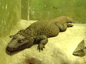 Фото Тупорылый крокодил