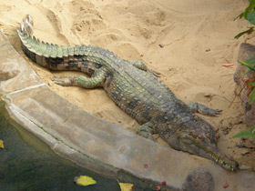 Смотреть фото Гавиаловый крокодил Фото Гавиаловый крокодил