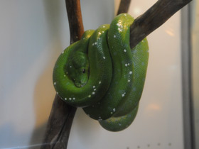 Смотреть фото Зеленый питон Фото Зеленый питон