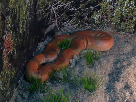 Фото Индийский удавчик