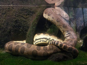 Фото Гигантская анаконда
